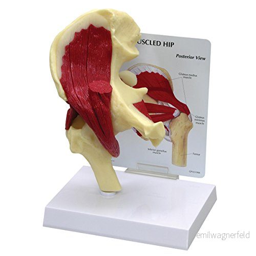 GPI Anatomicals Vetenskaplig Muscled Hip modell 4053083047727