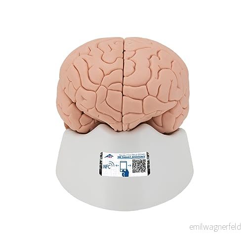 3B Scientific vetenskaplig mänsklig anatomi hjärnmodell, 4 delar + gratis anatomiprogramvara smart 4053083002023