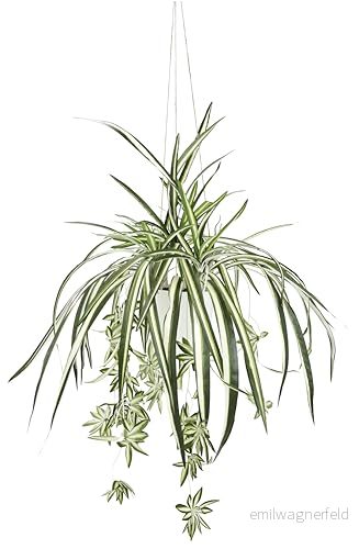 konstgjord växt grön lilja med hängampel sidenväxt kontorsväxt klorophytum inomhusväxt spindelväxt blomma ormväxt vattenlilja hängande krukväxt växtdekoration 4019844802707